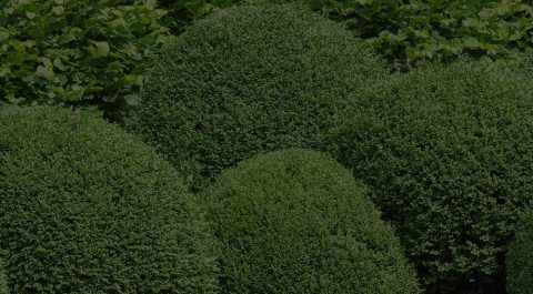 shrubs-and-hedges